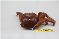 藏品(白紋方蟹)的圖片